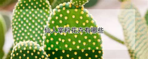 仙人掌功能|仙人掌（仙人掌科仙人掌属植物）